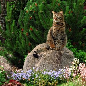 Preview wallpaper cat, grass, flowers, garden, rock, sitting, landscape