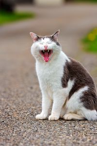 Preview wallpaper cat, grass, flowers, asphalt, open mouth