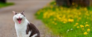 Preview wallpaper cat, grass, flowers, asphalt, open mouth