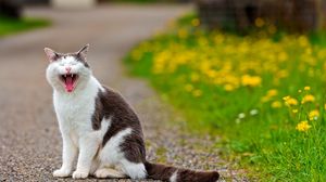Preview wallpaper cat, grass, flowers, asphalt, open mouth