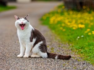 Preview wallpaper cat, grass, flowers, asphalt, open mouth