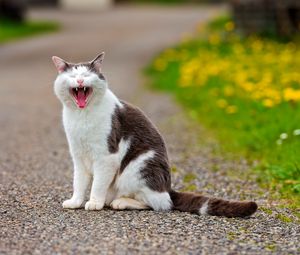 Preview wallpaper cat, grass, flowers, asphalt, open mouth