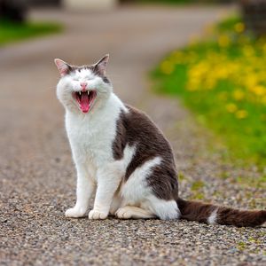 Preview wallpaper cat, grass, flowers, asphalt, open mouth