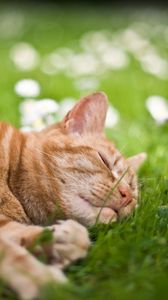 Preview wallpaper cat, grass, flowers, lie, sleep