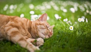 Preview wallpaper cat, grass, flowers, lie, sleep