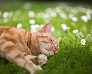 Preview wallpaper cat, grass, flowers, lie, sleep