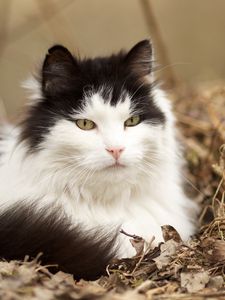 Preview wallpaper cat, grass, fluffy, lie, rest