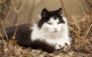 Preview wallpaper cat, grass, fluffy, lie, rest