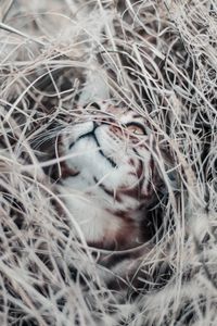 Preview wallpaper cat, grass, hide, blur