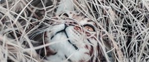 Preview wallpaper cat, grass, hide, blur