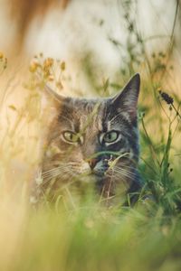 Preview wallpaper cat, grass, hide, pet, animal