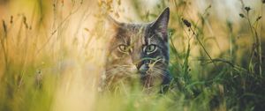 Preview wallpaper cat, grass, hide, pet, animal