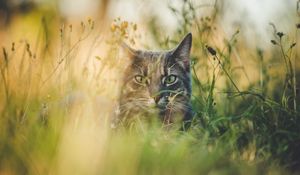 Preview wallpaper cat, grass, hide, pet, animal