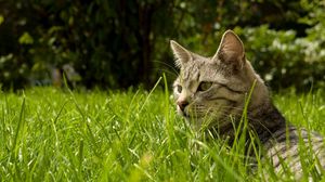 Preview wallpaper cat, grass, hide, striped