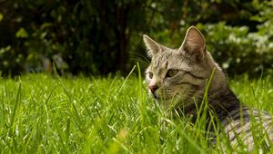 Preview wallpaper cat, grass, hide, striped