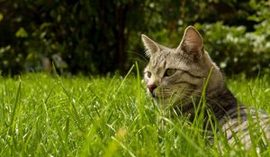 Preview wallpaper cat, grass, hide, striped