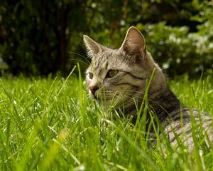 Preview wallpaper cat, grass, hide, striped