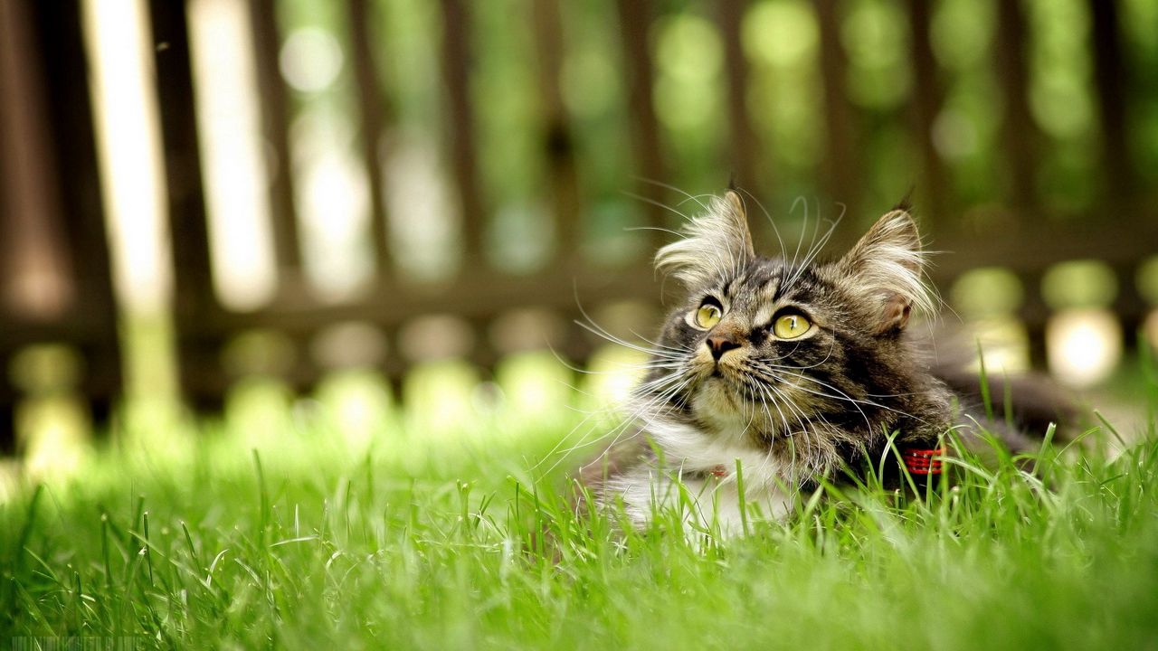 Wallpaper cat, grass, hide, fluffy