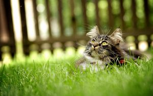 Preview wallpaper cat, grass, hide, fluffy