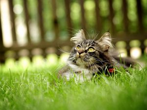 Preview wallpaper cat, grass, hide, fluffy