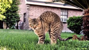 Preview wallpaper cat, grass, home, sitting, scared