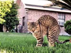 Preview wallpaper cat, grass, home, sitting, scared