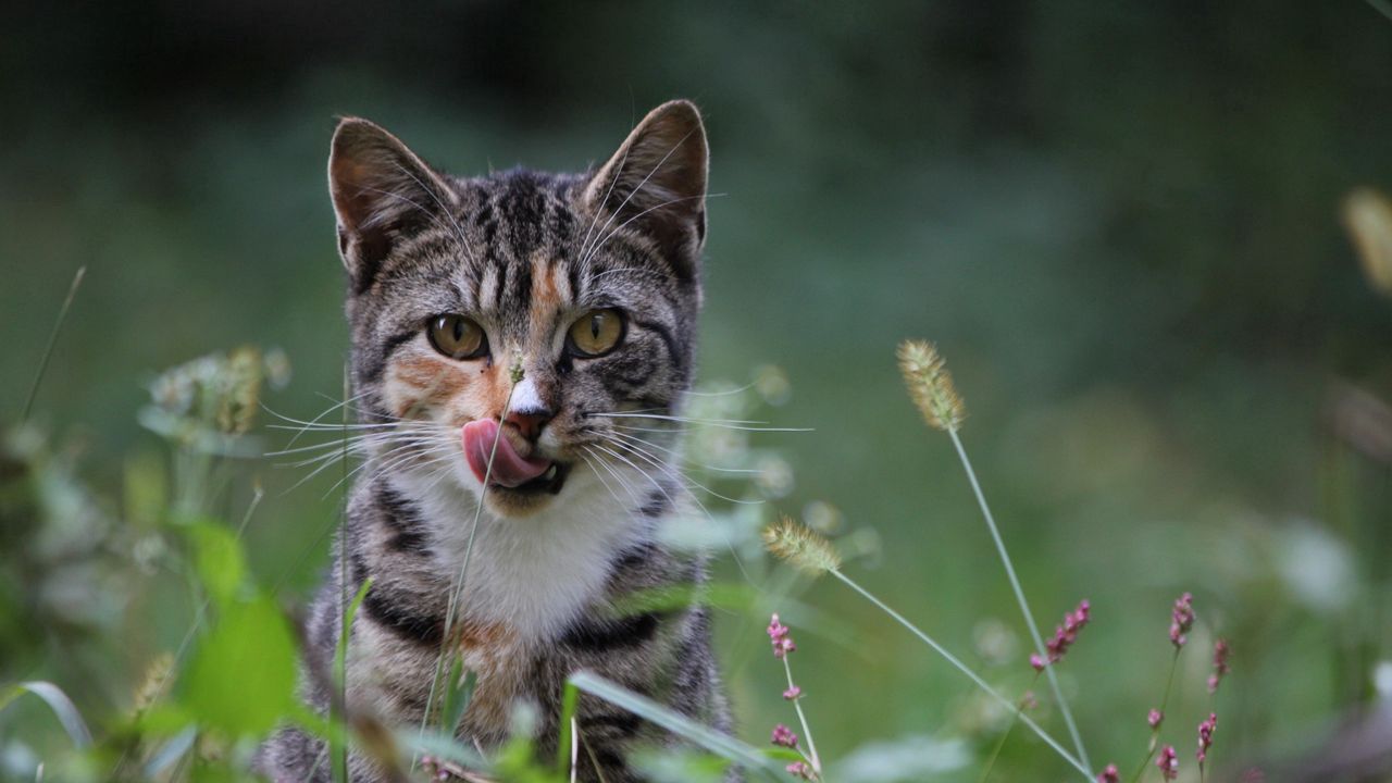 Wallpaper cat, grass, hunting, caution, attention