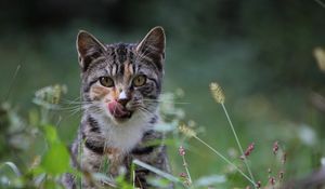 Preview wallpaper cat, grass, hunting, caution, attention