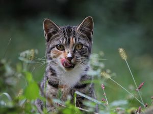 Preview wallpaper cat, grass, hunting, caution, attention