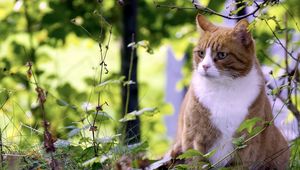 Preview wallpaper cat, grass, hunting, spotted