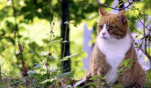 Preview wallpaper cat, grass, hunting, spotted