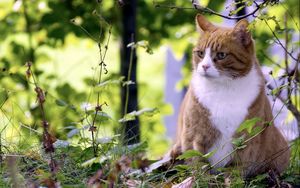 Preview wallpaper cat, grass, hunting, spotted