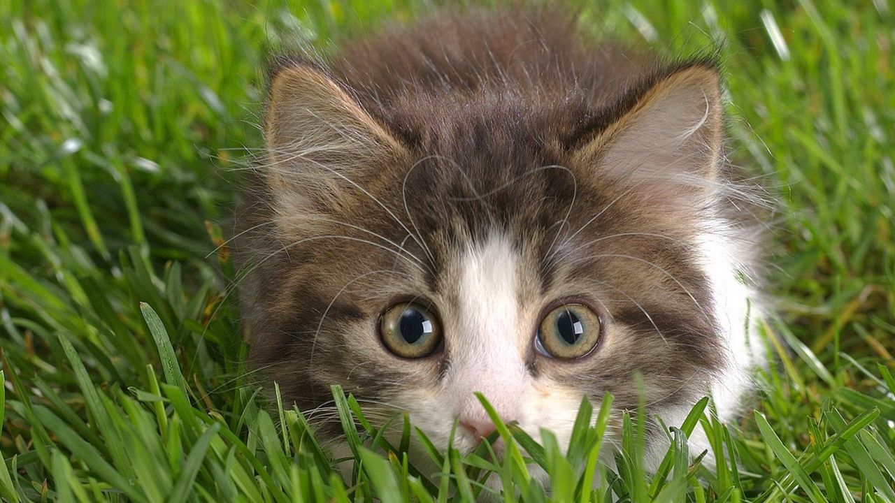 Wallpaper cat, grass, hunting, eyes, fear