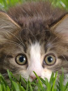 Preview wallpaper cat, grass, hunting, eyes, fear