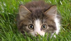 Preview wallpaper cat, grass, hunting, eyes, fear