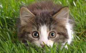 Preview wallpaper cat, grass, hunting, eyes, fear