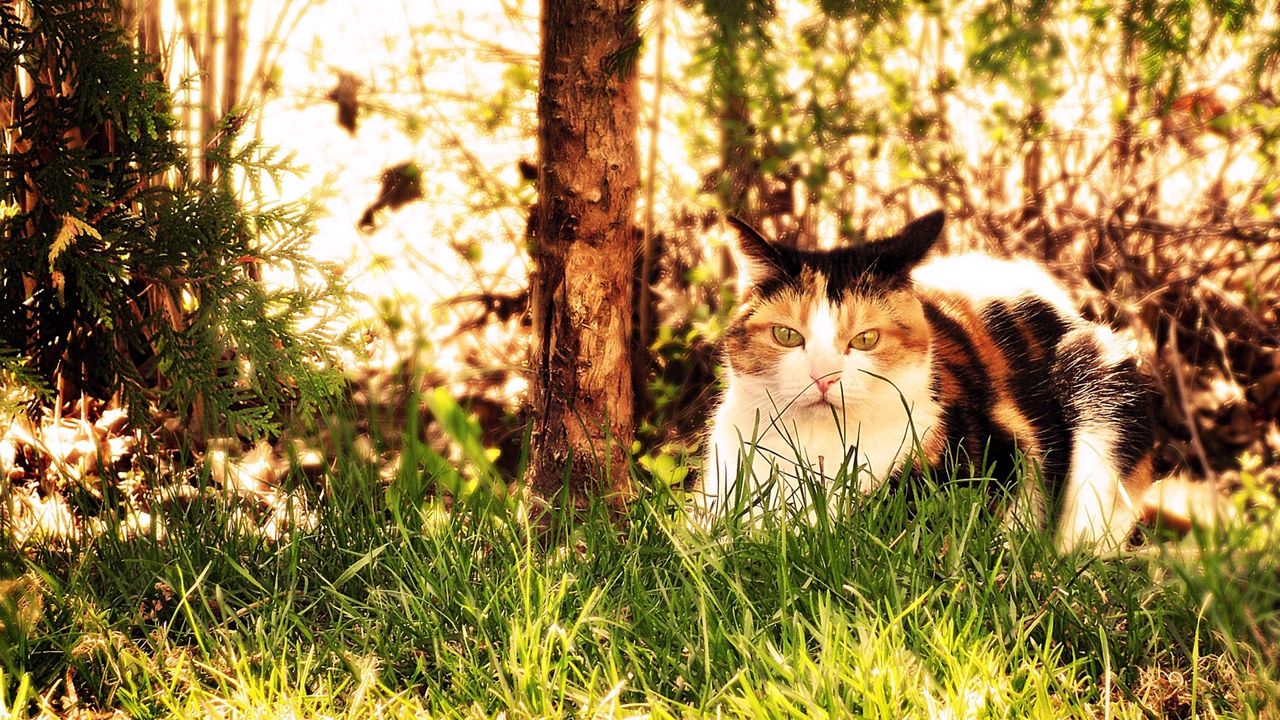 Wallpaper cat, grass, hunting, sit, fall