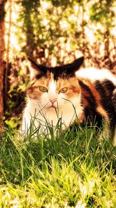 Preview wallpaper cat, grass, hunting, sit, fall