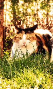 Preview wallpaper cat, grass, hunting, sit, fall