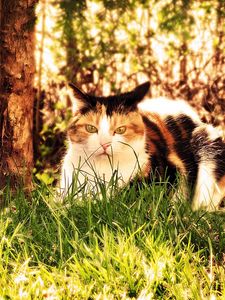 Preview wallpaper cat, grass, hunting, sit, fall