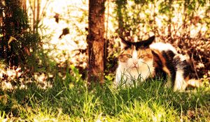 Preview wallpaper cat, grass, hunting, sit, fall