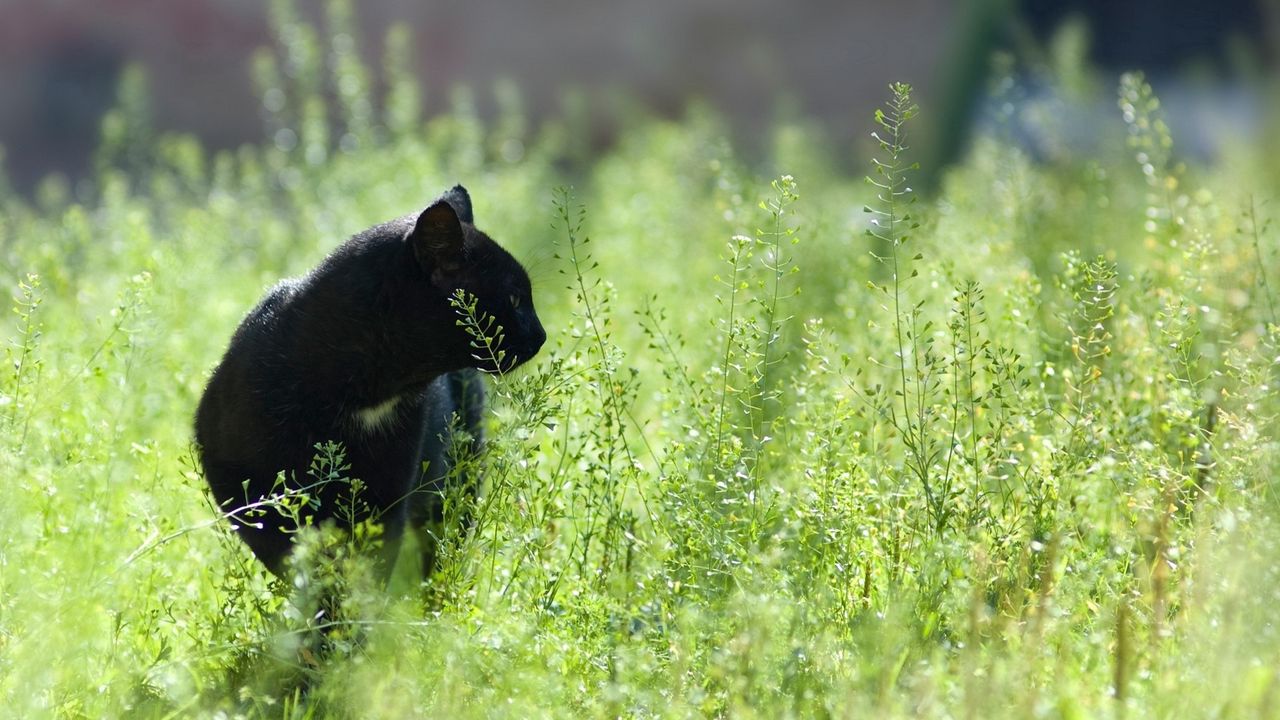 Wallpaper cat, grass, hunting, walk
