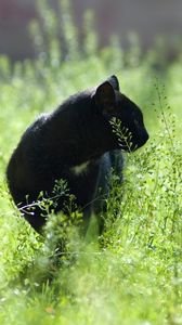 Preview wallpaper cat, grass, hunting, walk