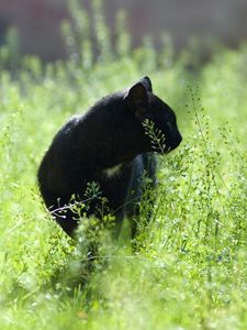 Preview wallpaper cat, grass, hunting, walk