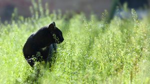Preview wallpaper cat, grass, hunting, walk