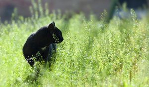 Preview wallpaper cat, grass, hunting, walk