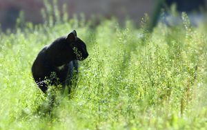 Preview wallpaper cat, grass, hunting, walk