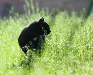 Preview wallpaper cat, grass, hunting, walk