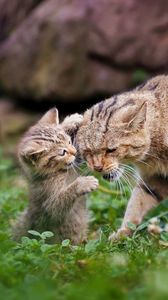 Preview wallpaper cat, grass, kitten, caring, playful, walk