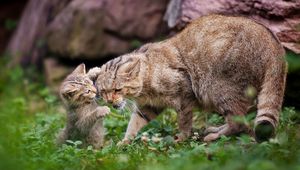 Preview wallpaper cat, grass, kitten, caring, playful, walk